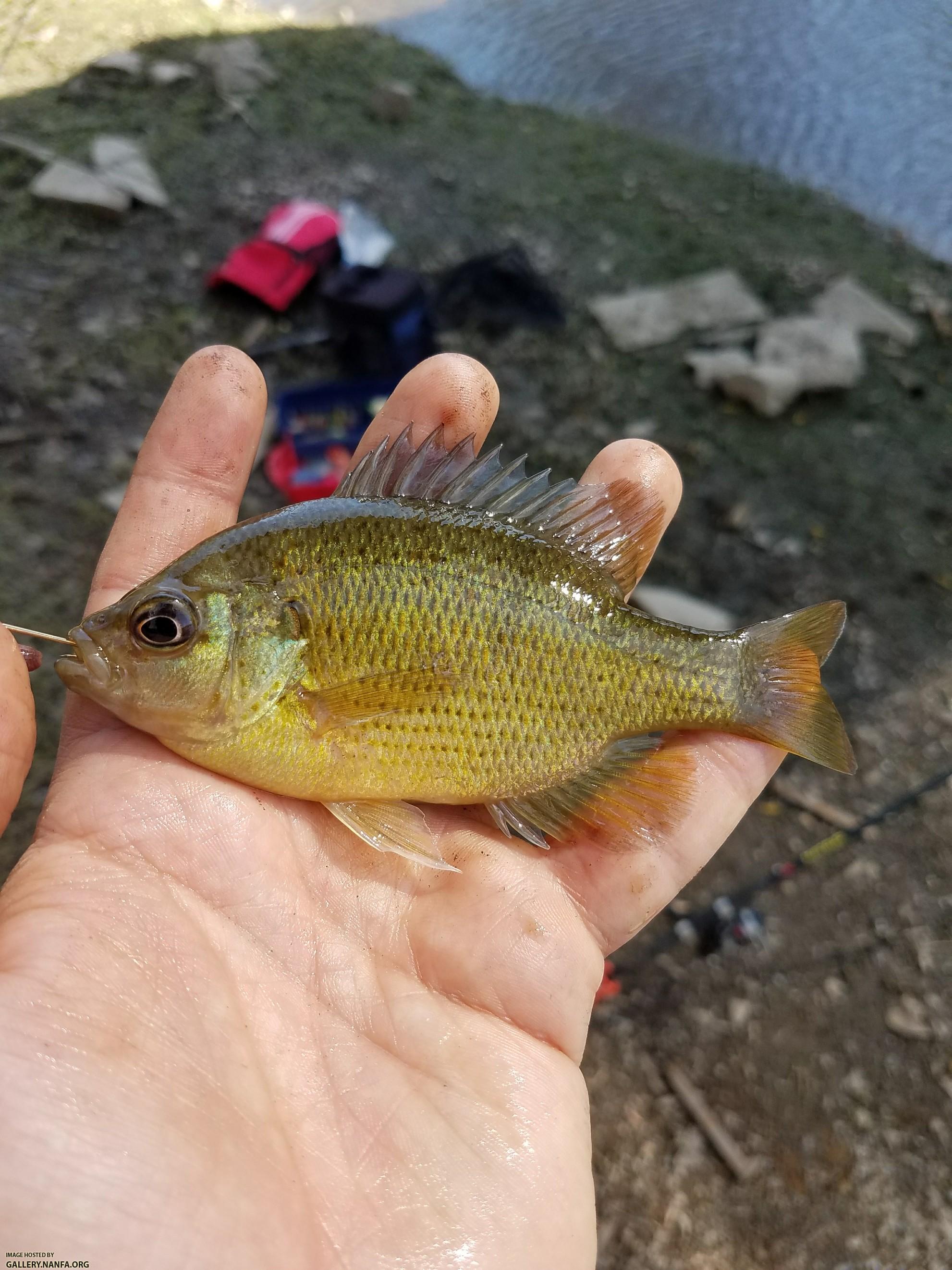 3/29/18 (Congaree River Basin), SC