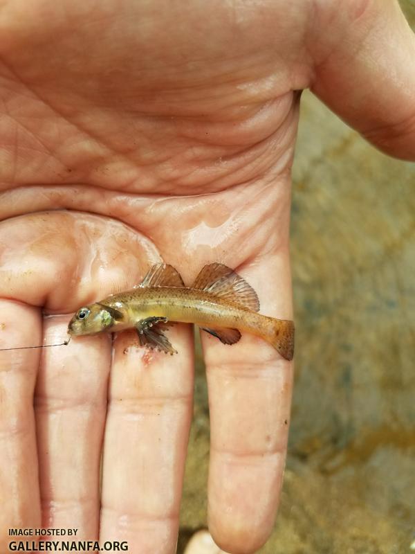 4/2/18 (Pee Dee River Basin), NC