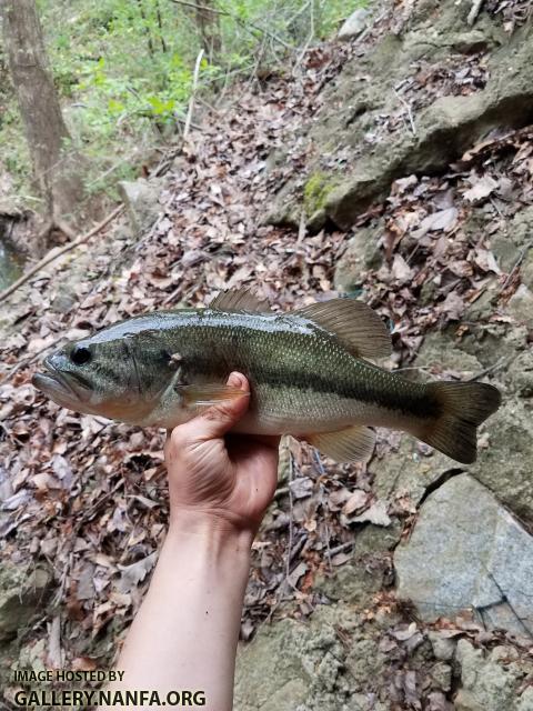 4/4/18 (Lower Saluda River Basin), SC