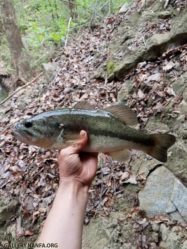 4/4/18 (Lower Saluda River Basin), SC