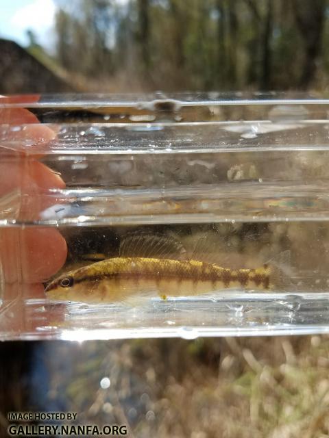 4/11/18 (Edisto River Basin), SC