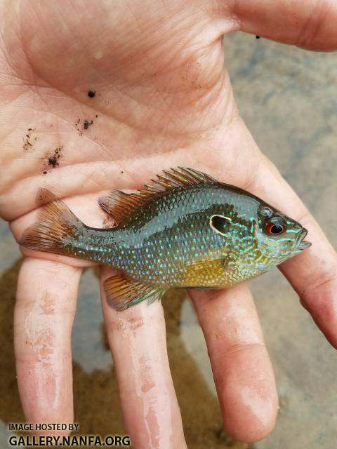 4/15/18 (Edisto River Basin), SC