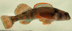 Etheostoma variatum