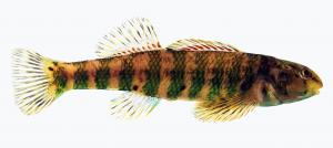 Etheostoma zonale