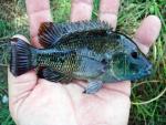 Blackcheek Cichlid - Herichthys labridens 