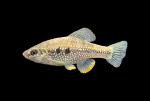 Media Luna Pupfish - Cualac tessellatus 