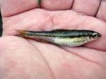 Bicolor Minnow - Tampichthys dichroma 