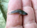 Barred Killifish - Heterandria jonesii 