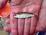 Mountain Mullet - Agonostomus monticola 