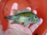 Chairel Cichlid - Herichthys pantostictus 