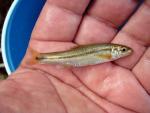 Panuco Minnow - Tampichthys catostomops 