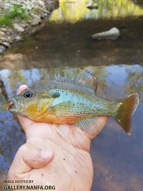 4/19/18 (Broad River Basin), SC