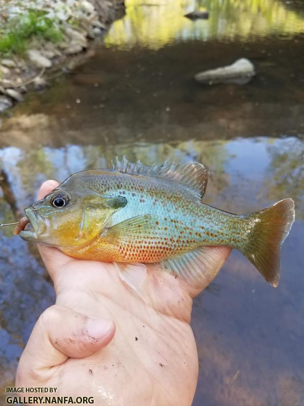 4/19/18 (Broad River Basin), SC