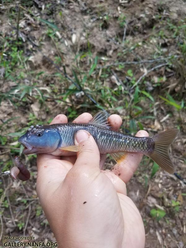 4/19/18 (Broad River Basin), SC