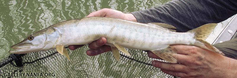 Muskellunge