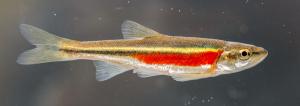 Redside Dace