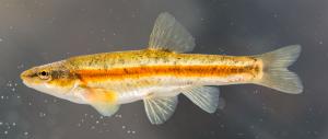 Western Blacknose Dace