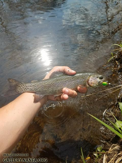 5/3/18 Pequonnock River, CT