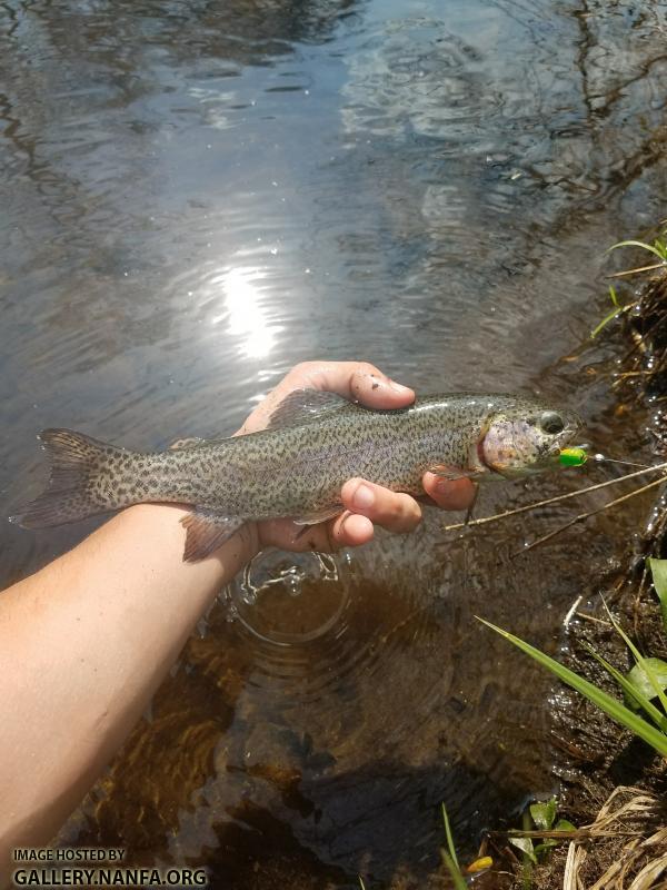 5/3/18 Pequonnock River, CT