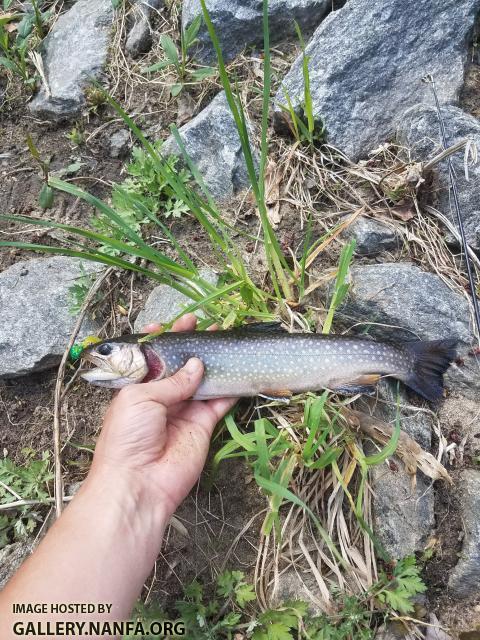 5/3/18 Pequonnock River, CT