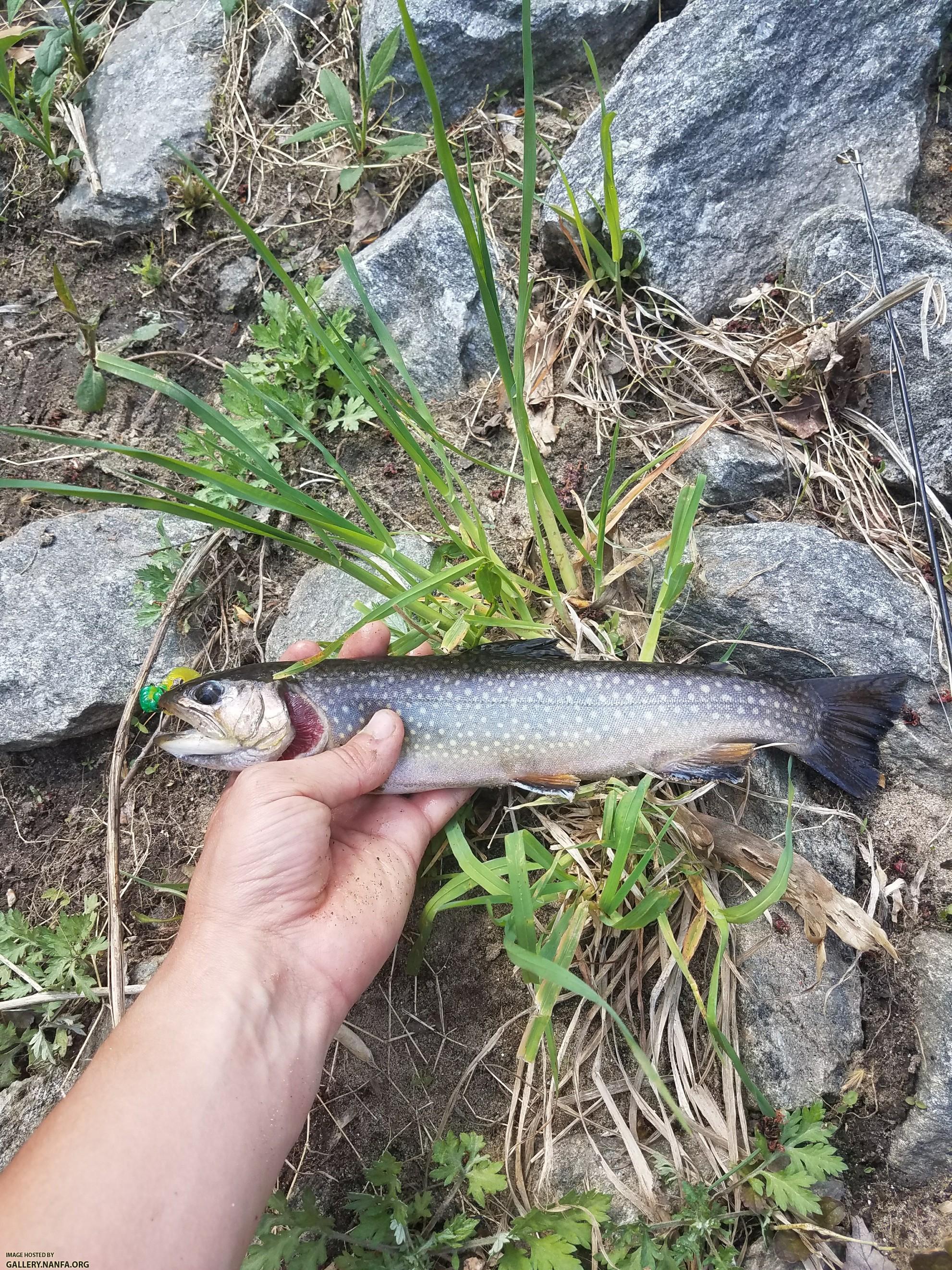 5/3/18 Pequonnock River, CT