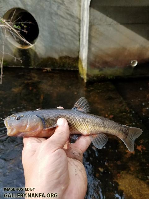 5/5/18 (Pequonnock River Basin), CT