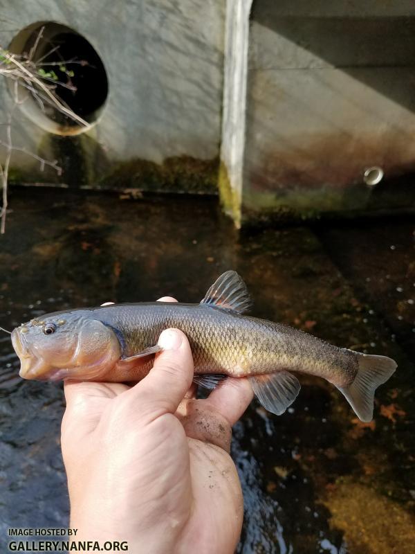 5/5/18 (Pequonnock River Basin), CT