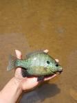 Bluegill × Redear Sunfish Hybrid