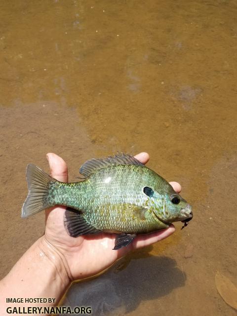 Bluegill × Redear Sunfish Hybrid