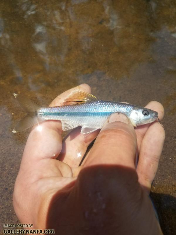 5/9/18 (Broad River Basin), SC