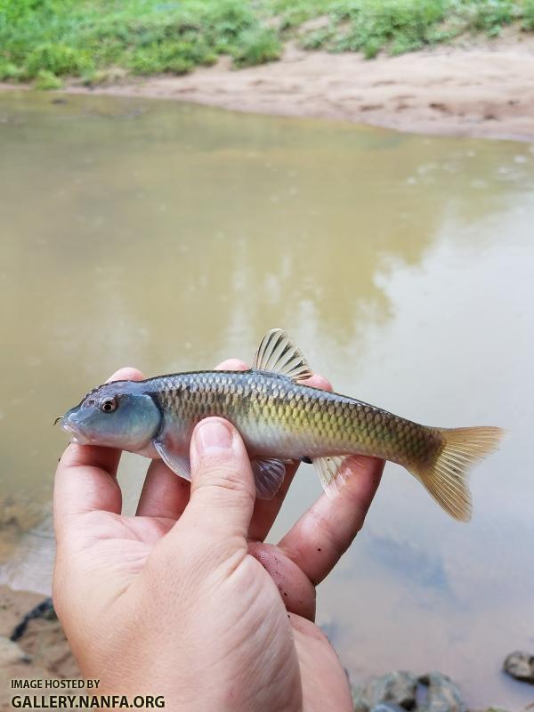 5/18/18 (Pee Dee River Basin), NC