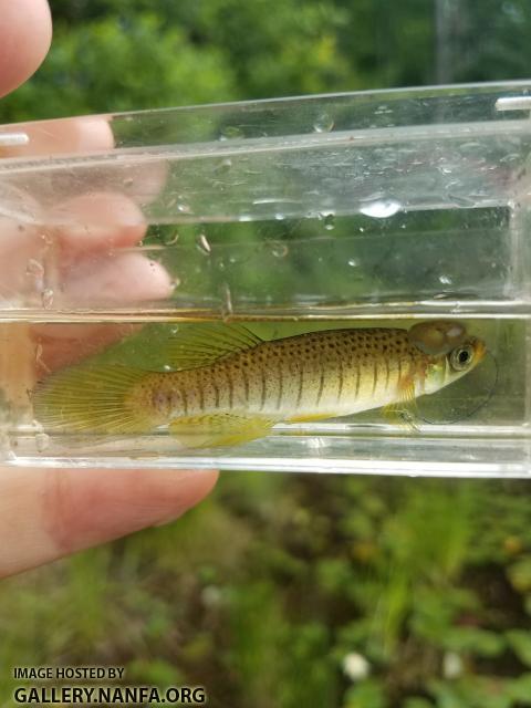 5/23/18 (Wateree River Basin), SC