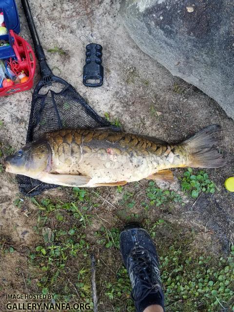 Mirror Carp 5/24/18 (Broad River Basin), SC