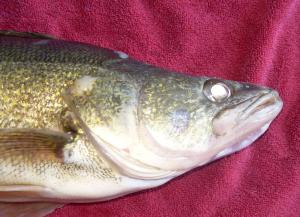 Walleye