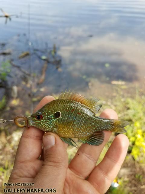 6/5/18 (Savannah River Basin), SC