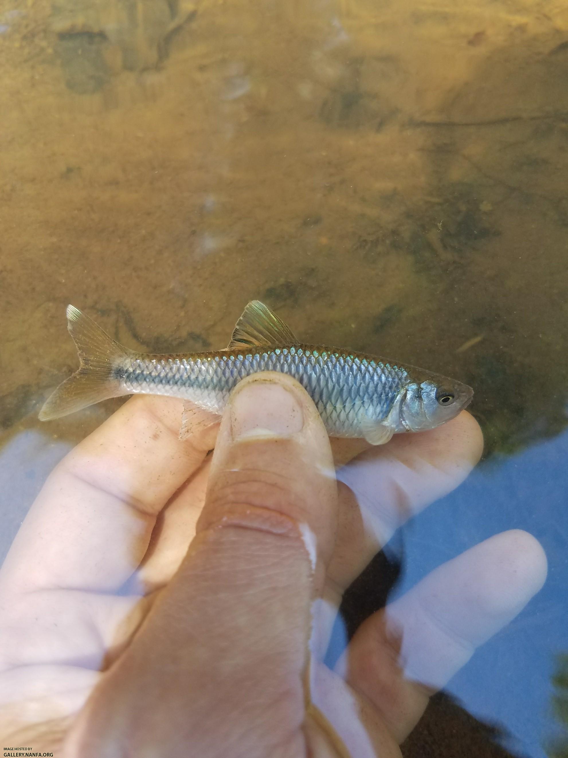 6/4/18 (Broad River Basin), SC