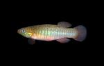 Russetfin Topminnow - Fundulus escambia