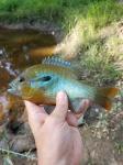 6/6/18 (Congaree River Basin), SC