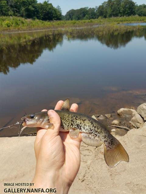 6/7/18 (Lower Saluda River Basin), SC