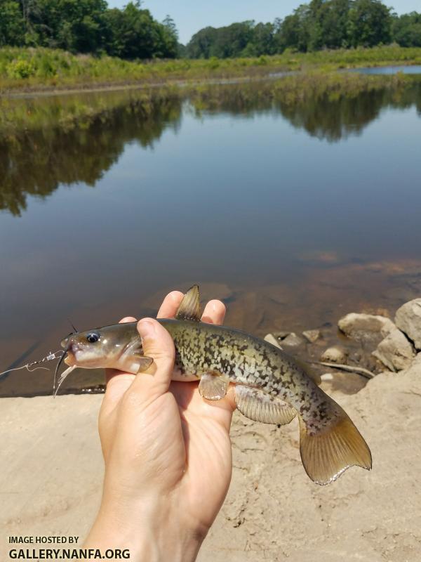 6/7/18 (Lower Saluda River Basin), SC