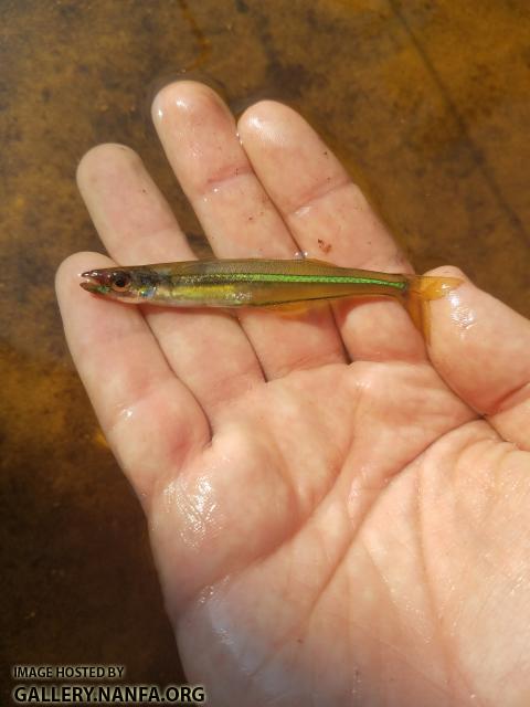 6/11/18 (Edisto River Basin), SC