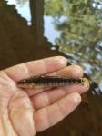 6/11/18 S. Edisto River, SC