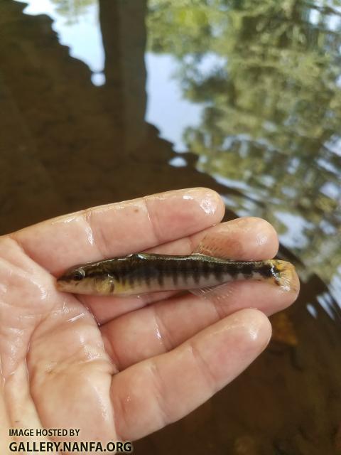 6/11/18 S. Edisto River, SC