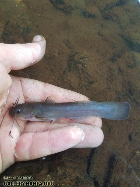 6/11/18 S. Edisto River, SC