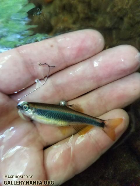 6/11/18 (Edisto River Basin), SC