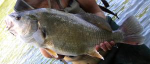 Freshwater Drum