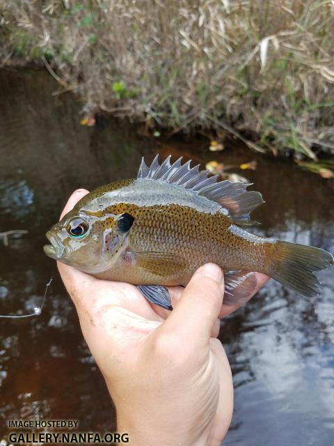 6/11/18 (Edisto River Basin), SC