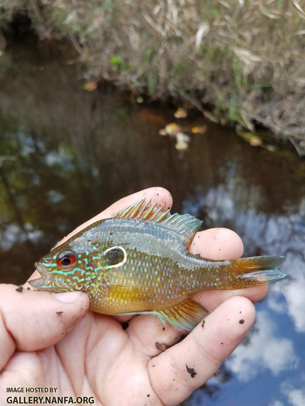 6/11/18 (Edisto River Basin), SC