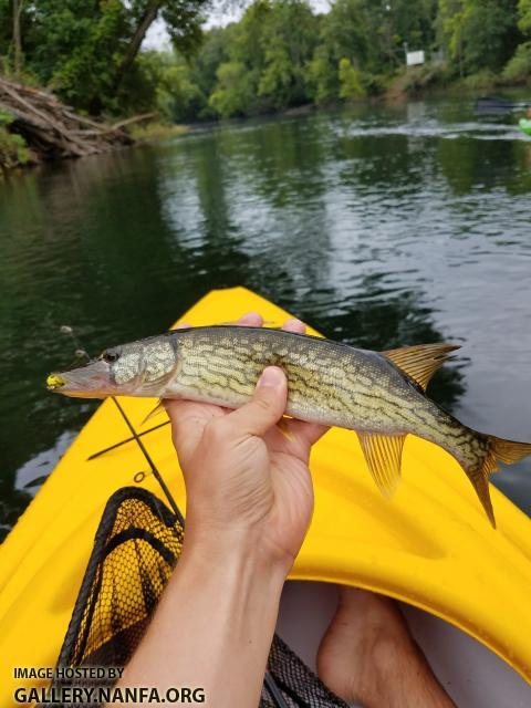 6/12/18 Lower Saluda River, SC