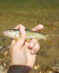 6/15/18 Swannanoa River, NC